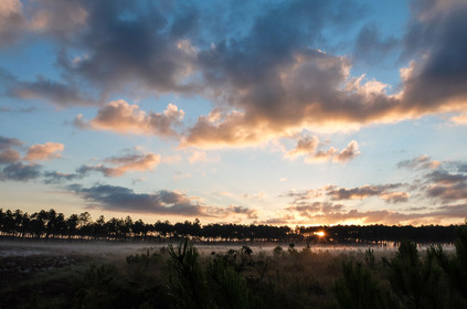 Paysages des Landes