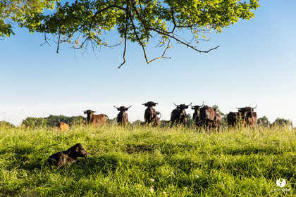 Photos du livre Ganadère landais en 2020