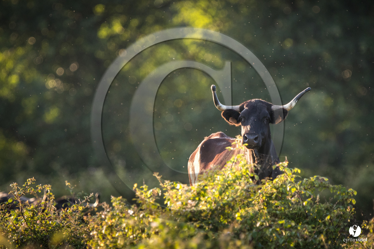 Photos du livre Ganadère landais en 2020