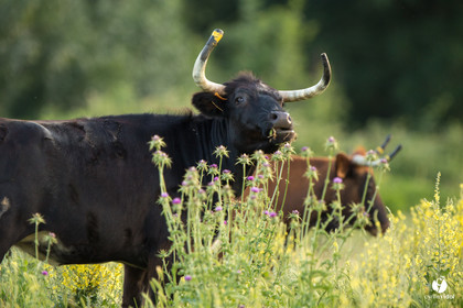 Photos du livre Ganadère landais en 2020