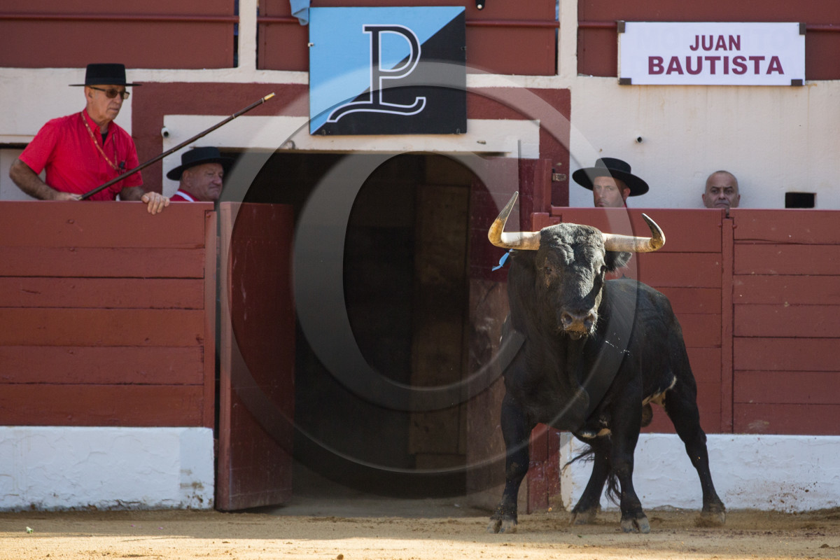 corrida, toro, vic fezensac, alcurrucen, michelito, morenito de aranda