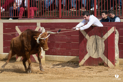Course landaise Le Houga Ganadéria Dussau Cuadrilla Alexandre Brethes