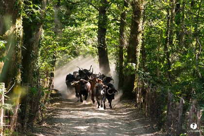 Photos du livre Ganadère landais en 2020