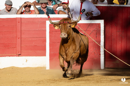 Nogaro Corne d'Or 2023