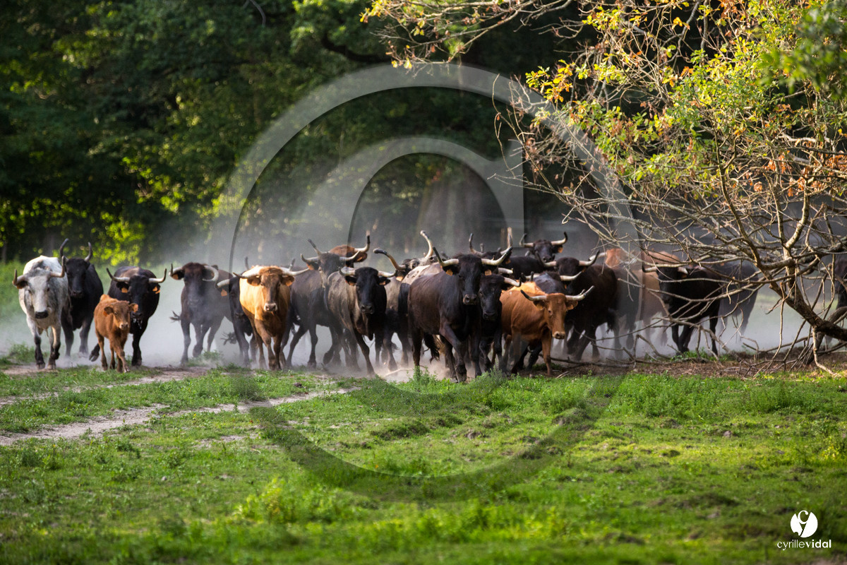 Photos du livre Ganadère landais en 2020